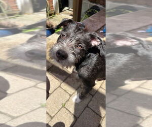 Medium Mutt