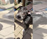 Small Mutt