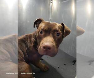 American Staffordshire Terrier-Unknown Mix Dogs for adoption in San Antonio, TX, USA