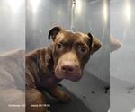 Small American Staffordshire Terrier Mix