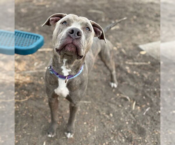 Medium Photo #1 Chinese Shar-Pei-Unknown Mix Puppy For Sale in Aurora, CO, USA
