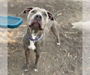 Chinese Shar-Pei-Unknown Mix Dogs for adoption in Aurora, CO, USA