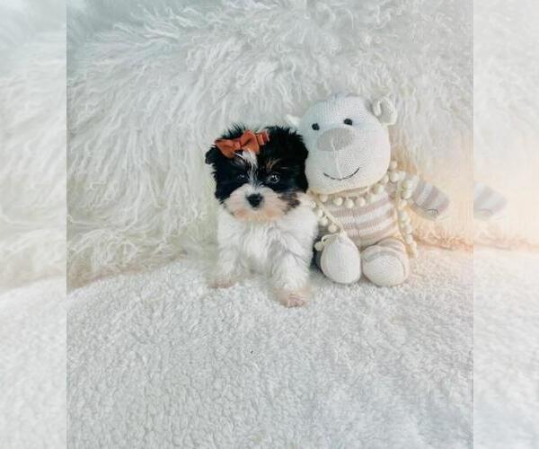 Medium Photo #17 Morkie Puppy For Sale in MIAMI, FL, USA