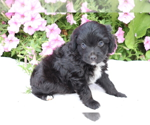 Aussie-Poo Puppy for sale in SHILOH, OH, USA
