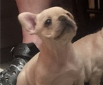 Small Photo #2 French Bulldog Puppy For Sale in SIOUX FALLS, SD, USA