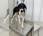 Small Pointer Mix