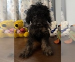 Yorkipoo puppie - Male Yorkipoo Puppy for Sale - Photo #28