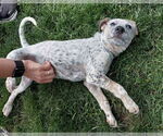 Small #3 Mutt