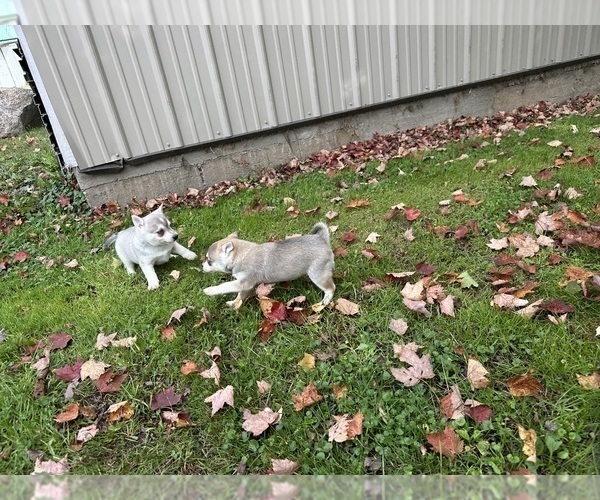 Medium Photo #11 Alaskan Klee Kai-Pomeranian Mix Puppy For Sale in ATHENS, WI, USA
