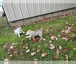 Small #10 Alaskan Klee Kai-Pomeranian Mix