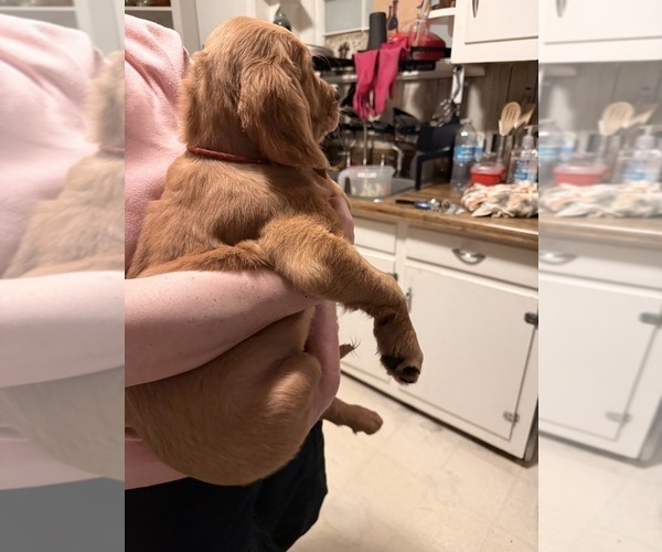 Medium Photo #12 Golden Retriever Puppy For Sale in GREENVILLE, SC, USA
