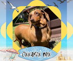 Small Photo #2 Dachshund Puppy For Sale in San Antonio, TX, USA