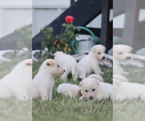 Australian Cattle Dog-Great Pyrenees Mix Puppy for sale in BARRY, TX, USA