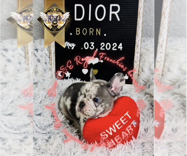 Medium Photo #6 French Bulldog Puppy For Sale in ATHENS, GA, USA