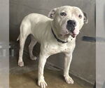 Small American Pit Bull Terrier