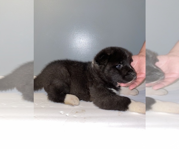 Medium Photo #2 Akita Puppy For Sale in CHESAPEAKE, OH, USA