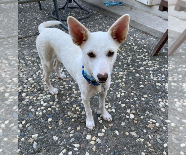 Medium Photo #2 Shepradors Puppy For Sale in Davis, CA, USA