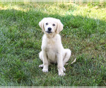 Small Photo #9 Golden Retriever Puppy For Sale in SYRACUSE, IN, USA