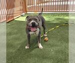 Small #1 Mutt