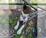Small #5 Basenji Mix