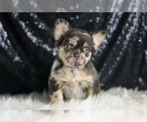 French Bulldog Puppy for Sale in WARSAW, Indiana USA