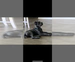 Small #27 Cane Corso