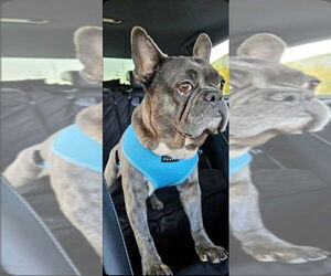 French Bulldog Dogs for adoption in Brights Grove, Ontario, Canada