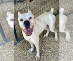 Small Photo #11 Boxer Puppy For Sale in Austin, TX, USA