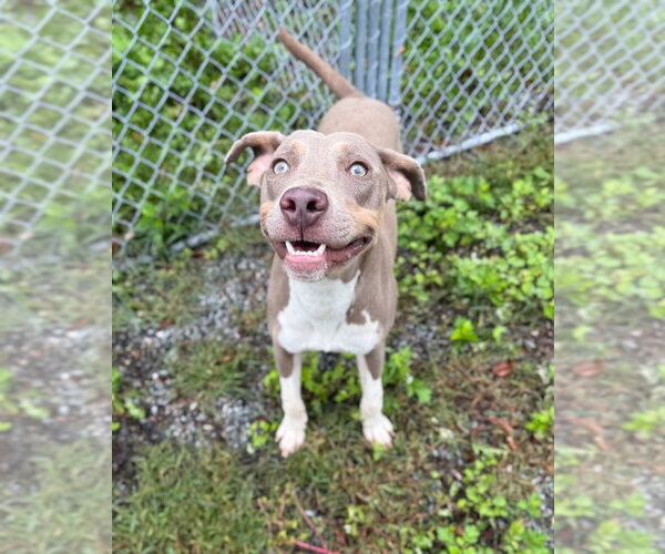 Medium Photo #2 Unknown-Weimaraner Mix Puppy For Sale in Boston, MA, USA