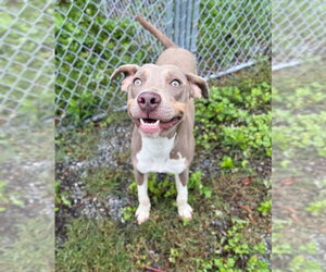 Tito - Male Unknown-Weimaraner Mix Dog for Adoption - Photo #2