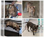 Small #3 American Pit Bull Terrier