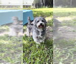 Small #3 Petit Basset Griffon Vendeen
