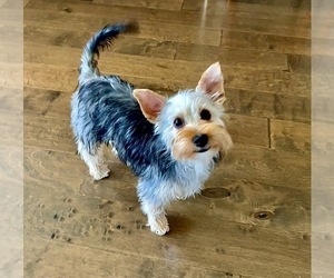 Yorkshire Terrier Puppy for sale in CANBY, OR, USA