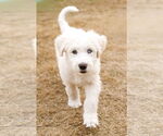 Small #4 Great Pyrenees Mix