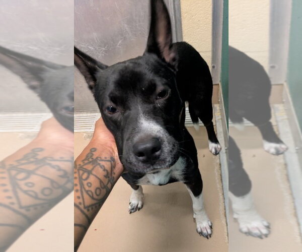 Medium Photo #1 Mutt Puppy For Sale in Texas City, TX, USA