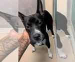 BUTTERCUP - Female Mutt Dog for Adoption - Small photo