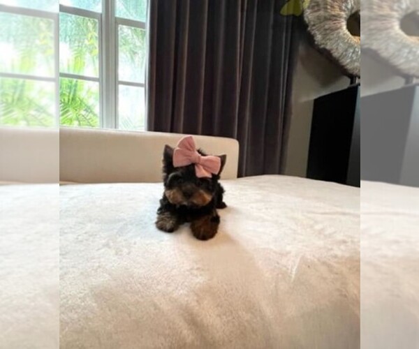 Medium Photo #8 Morkie Puppy For Sale in WEST PALM BEACH, FL, USA
