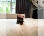 Small #7 Morkie