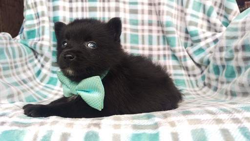 Medium Photo #5 Pomsky Puppy For Sale in EDEN, PA, USA