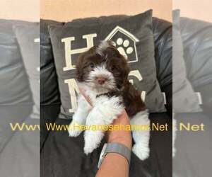 Havanese Puppy for sale in MBORO, TN, USA