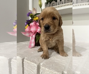 Golden Retriever Puppy for sale in MCALESTER, OK, USA