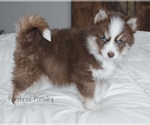 Small #2 Pomsky