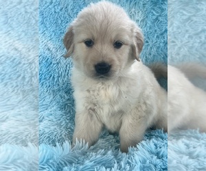Golden Retriever Puppy for sale in AKRON, OH, USA