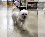 Small #2 Maltese Mix