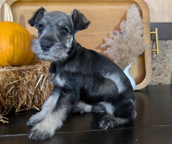 Medium Photo #13 Schnauzer (Miniature) Puppy For Sale in GOSHEN, IN, USA