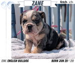 Puppy 2 English Bulldog