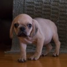 Puggle Puppy for sale in KENT, OH, USA