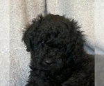 Small Photo #4 Labradoodle Puppy For Sale in CISCO, TX, USA