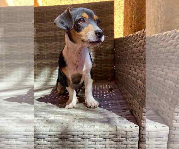 Medium Photo #2 Dachshund-Unknown Mix Puppy For Sale in Arlington, WA, USA
