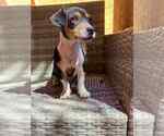 Small #1 Dachshund Mix